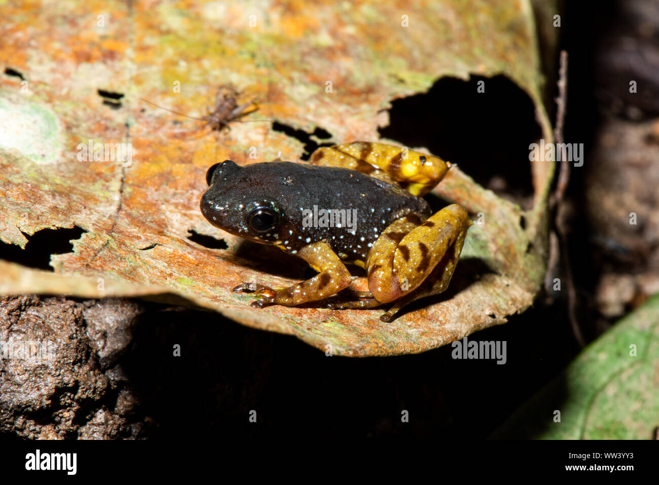 Piccola rana carino resto sulla foglia Foto Stock