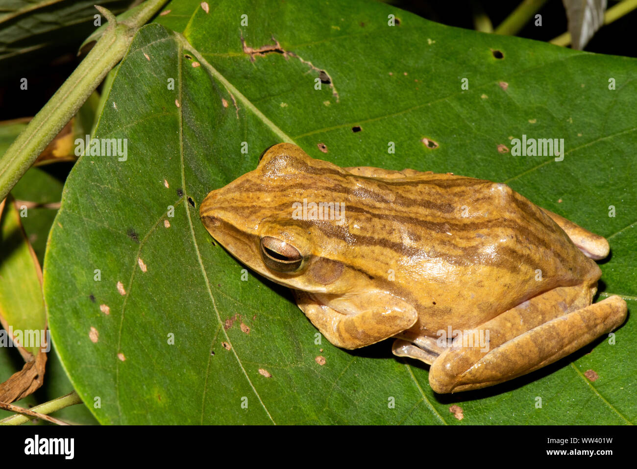 Piccola rana carino resto sulla foglia Foto Stock