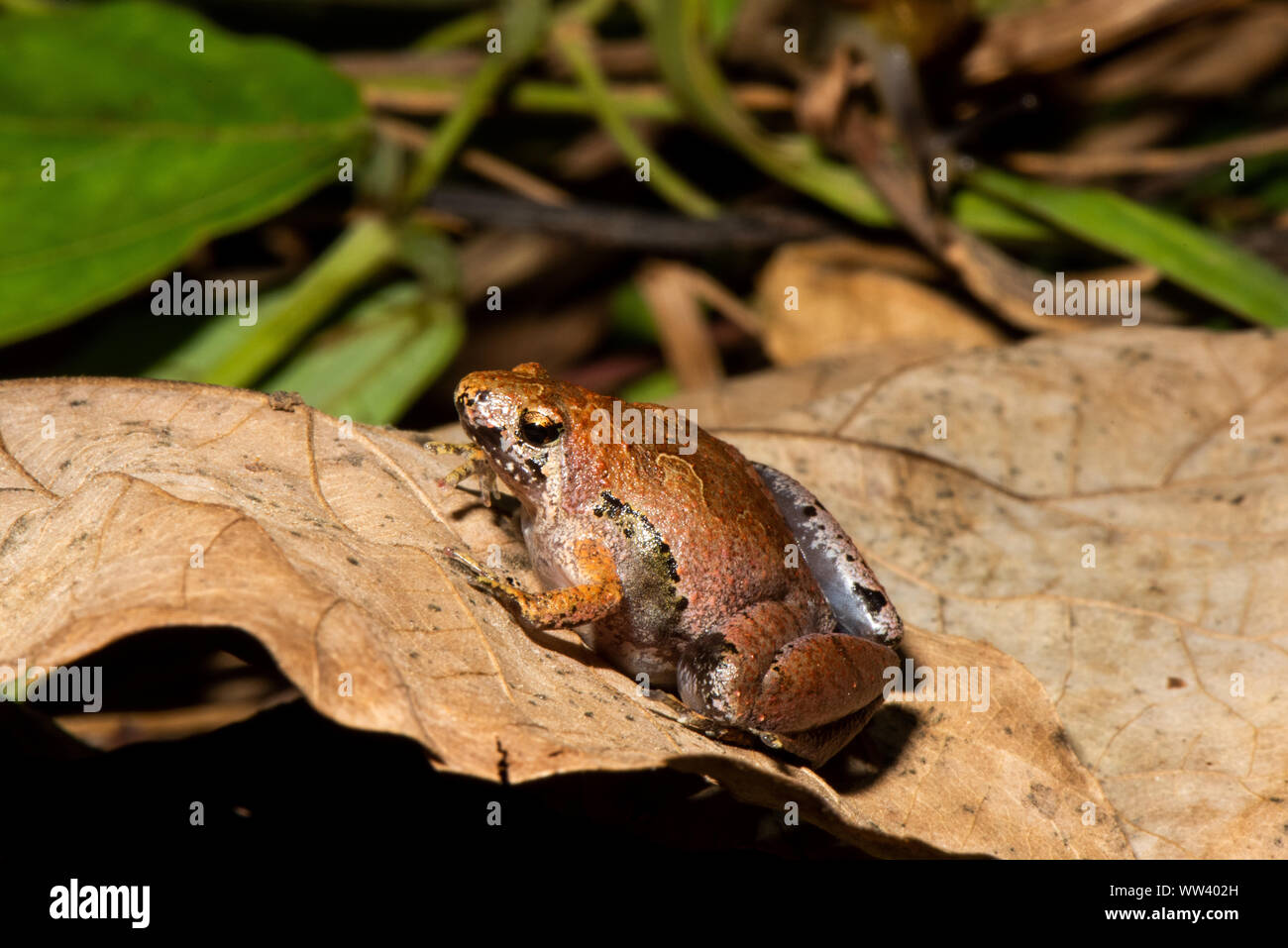 Borneo stretta bocca di rana - Microhyla borneensis Foto Stock