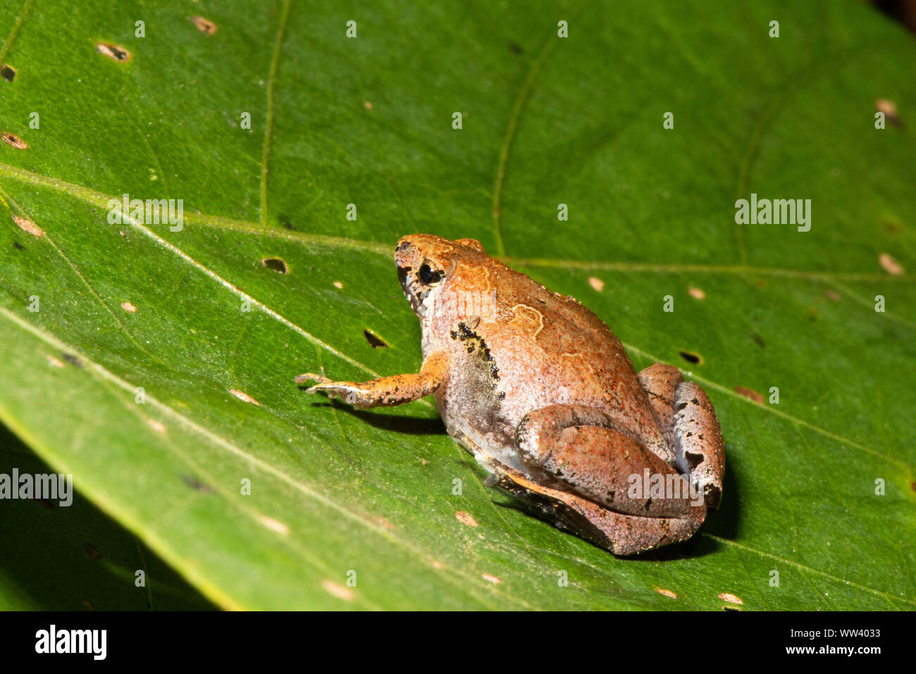 Borneo stretta bocca di rana - Microhyla borneensis Foto Stock