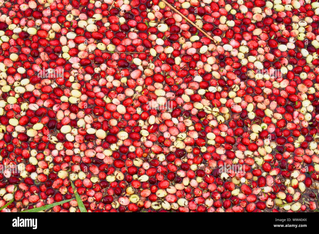 In un invaso marsh bog con milioni di mirtilli rossi galleggianti sulla superficie ed essendo raccolti in azienda al di fuori del Wisconsin Rapids, Wisconsin, STATI UNITI D'AMERICA Foto Stock