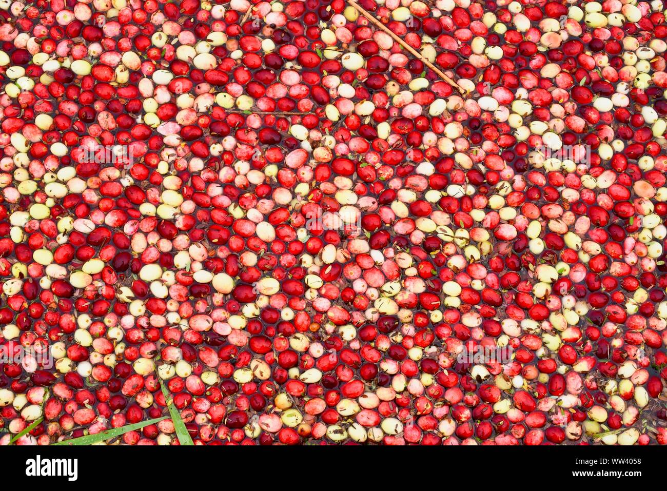 In un invaso marsh bog con milioni di mirtilli rossi galleggianti sulla superficie ed essendo raccolti in azienda al di fuori del Wisconsin Rapids, Wisconsin, STATI UNITI D'AMERICA Foto Stock