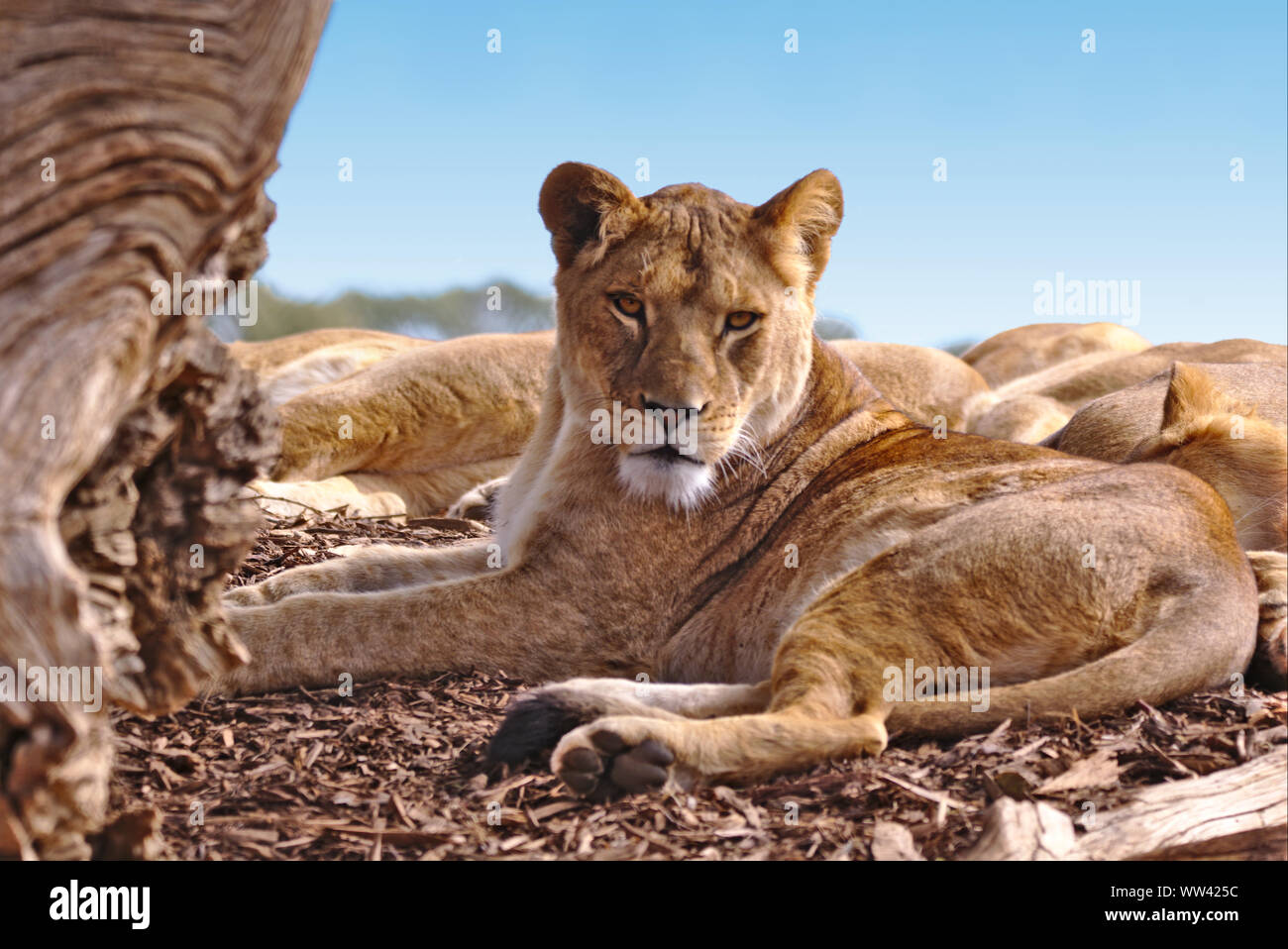 Una femmina di lion sdraiato sul suo lato destro guardando sopra la sua spalla verso la telecamera. Dietro sono visibili un numero di Lions del sonno. Foto Stock
