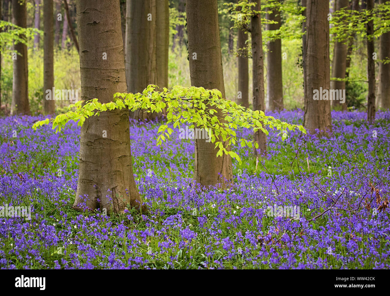 Bella bluebells crescere e coprire il suolo della foresta nella foresta di Hallerbos per un paio di settimane in primavera. Belgio le attrazione turistica. Viola Foto Stock