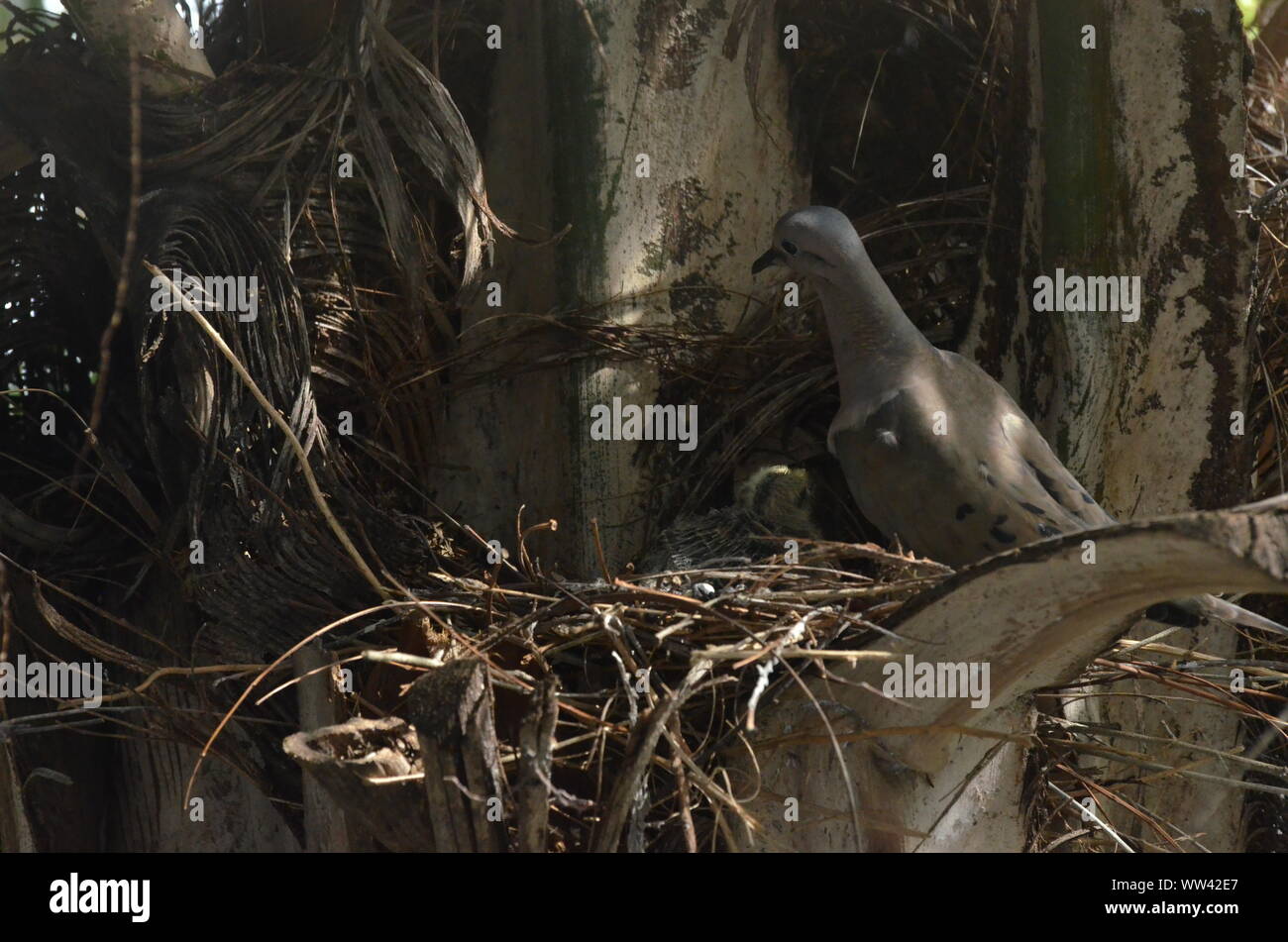 Bird curando e alimentazione di uccelli baby sul loro nido. Foto Stock