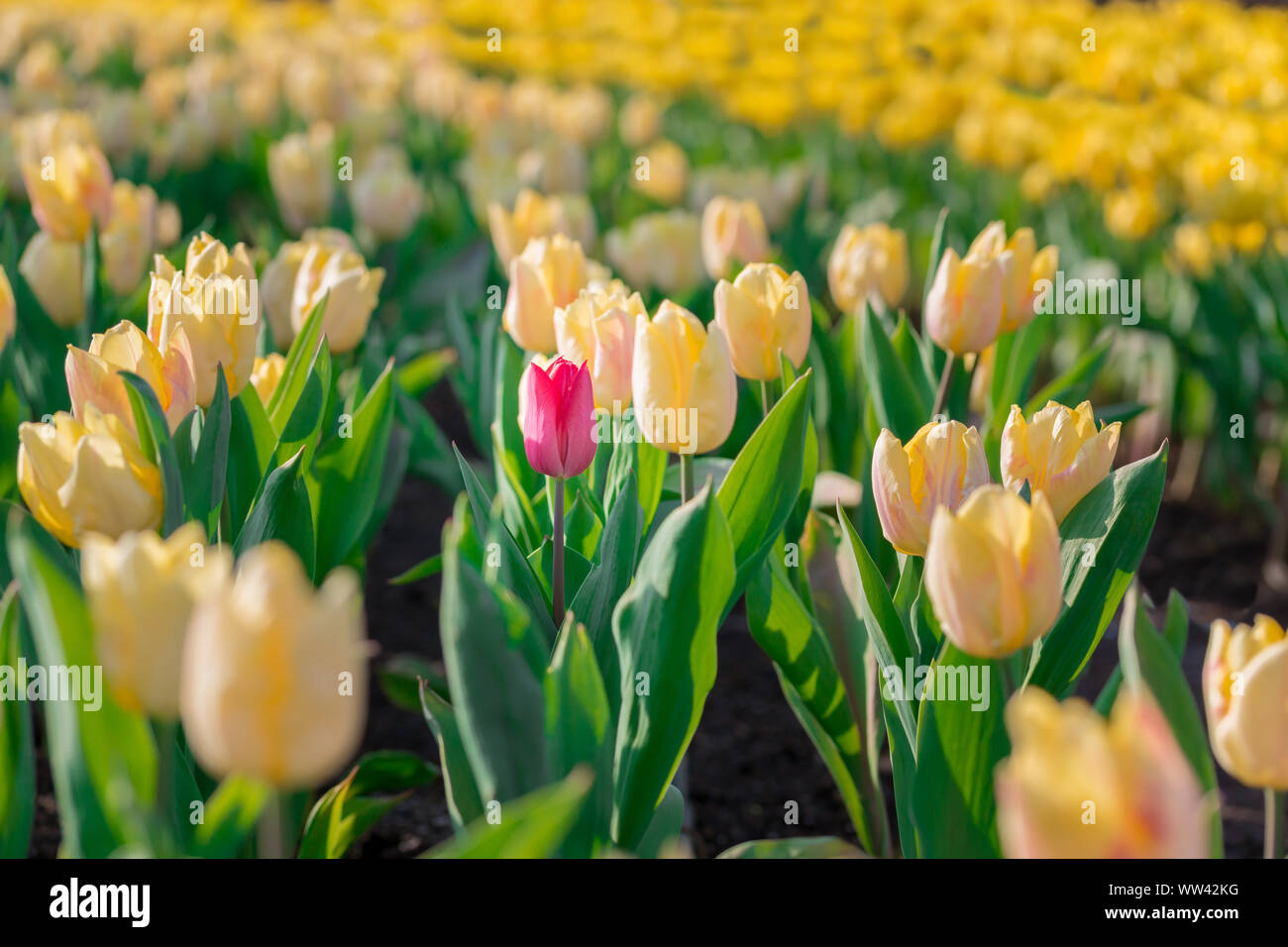 Sorprendente fioritura rossa tulip differisce da molti giallo fioritura di tulipani di colore diverso concetto. Foto Stock
