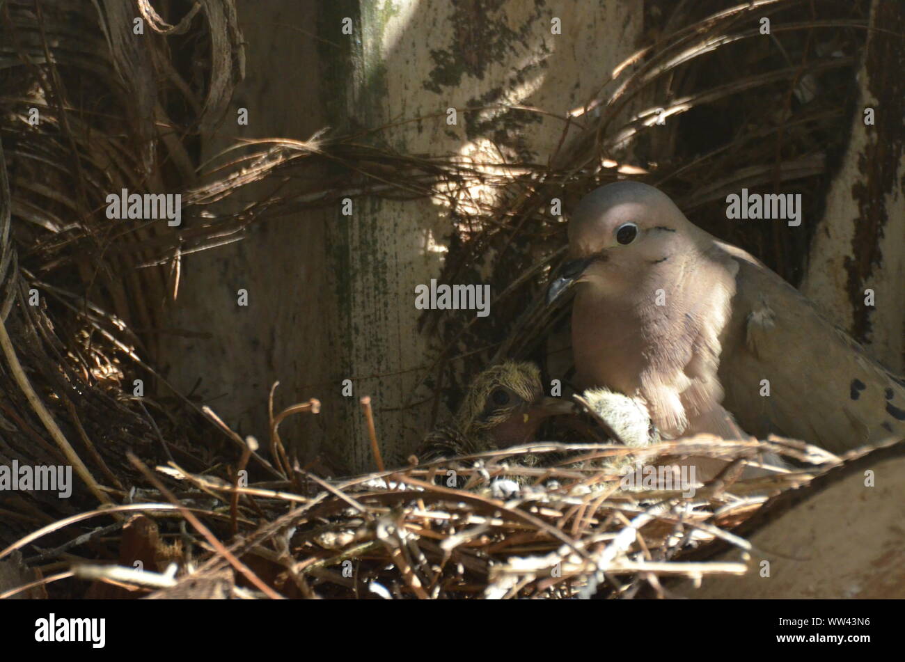 Bird curando e alimentazione di uccelli baby sul loro nido. Foto Stock