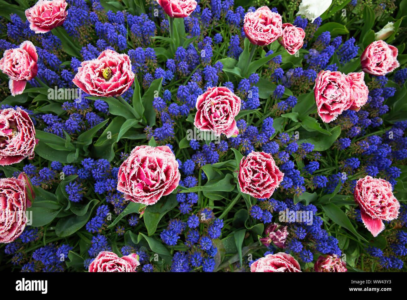 Modelli di floral, tulipani modelli, bulbi piantati Foto Stock