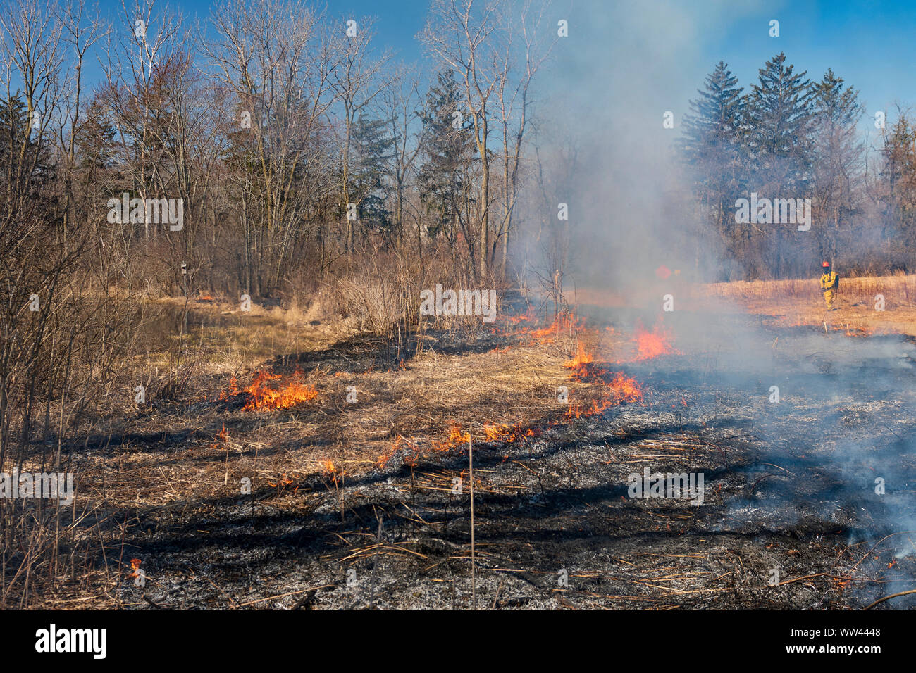 Combustione controllata in un nativo di prateria in valle di primavera Centro Natura di Schaumburg, Illinois Foto Stock