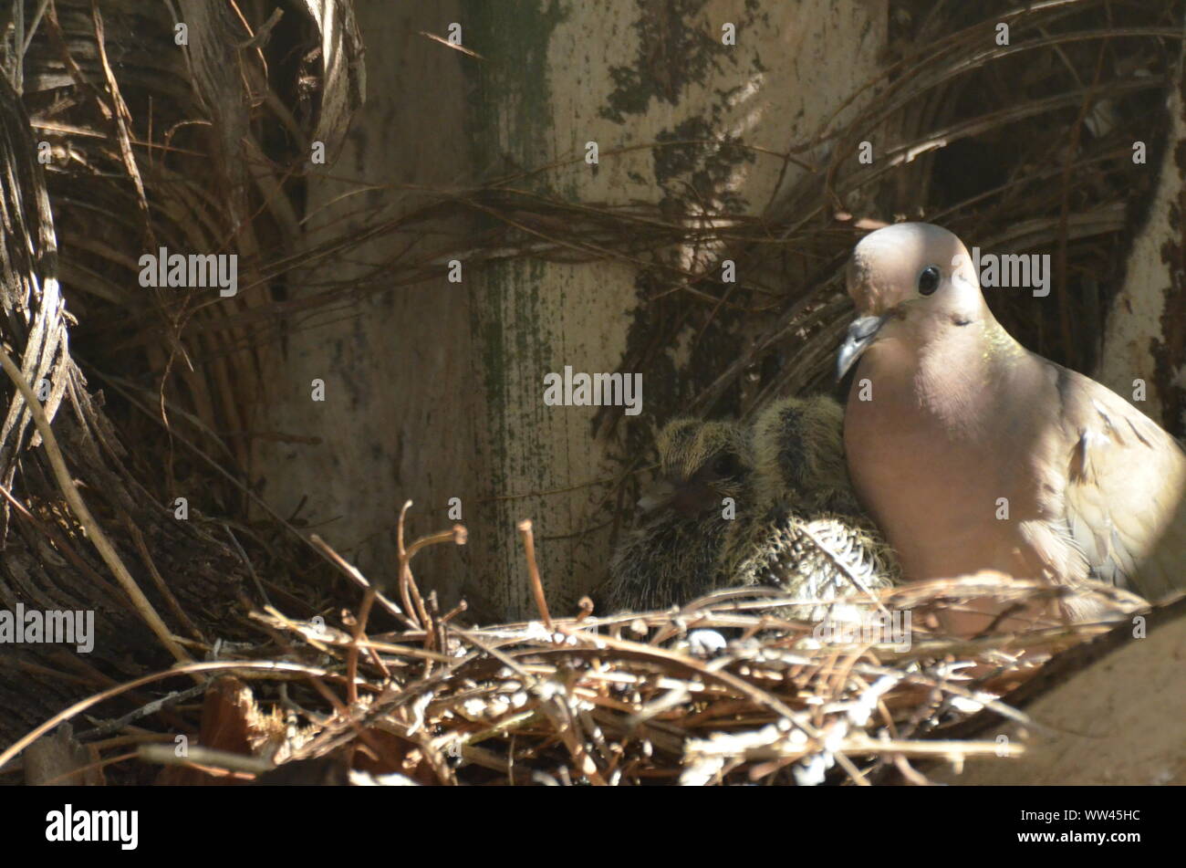 Bird curando e alimentazione di uccelli baby sul loro nido. Foto Stock