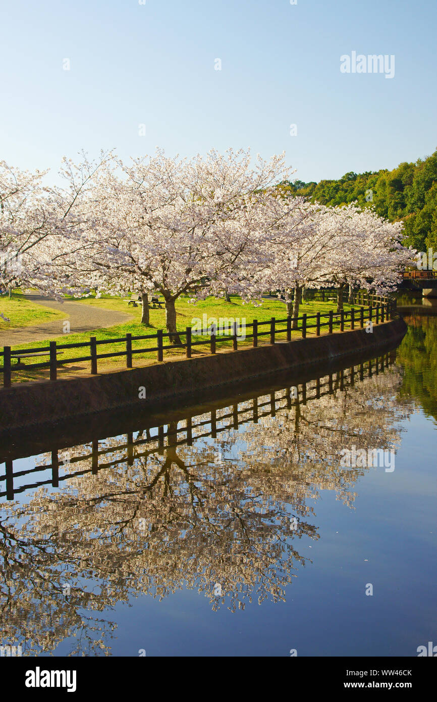 Fiori di Ciliegio, Tachioka natura park, Uto Città, Prefettura di Kumamoto, Giappone Foto Stock