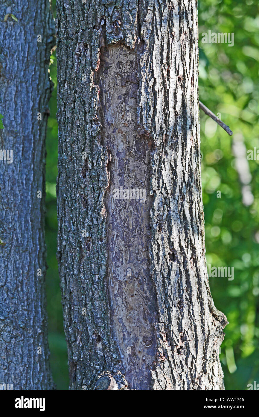 La corteccia di un albero di olmo latino ulmus o frondibus ulmi mostrante l'inizio della malattia dell'olmo olandese chiamato anche grafiosi del olmo danneggiato da un coleottero e funghi Foto Stock