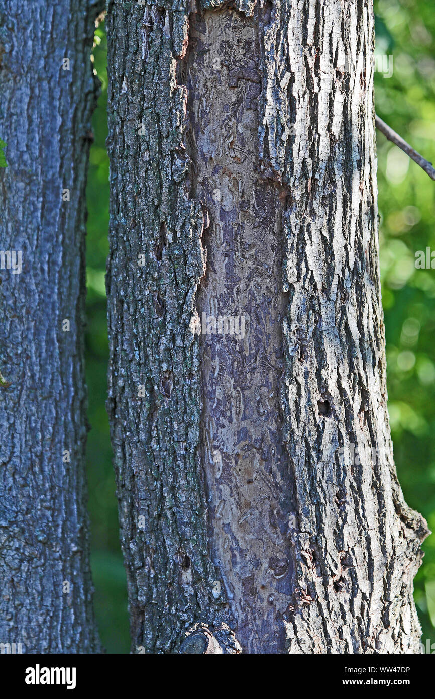 La corteccia di un albero di olmo latino ulmus o frondibus ulmi mostrante l'inizio della malattia dell'olmo olandese chiamato anche grafiosi del olmo danneggiato da un coleottero e funghi Foto Stock