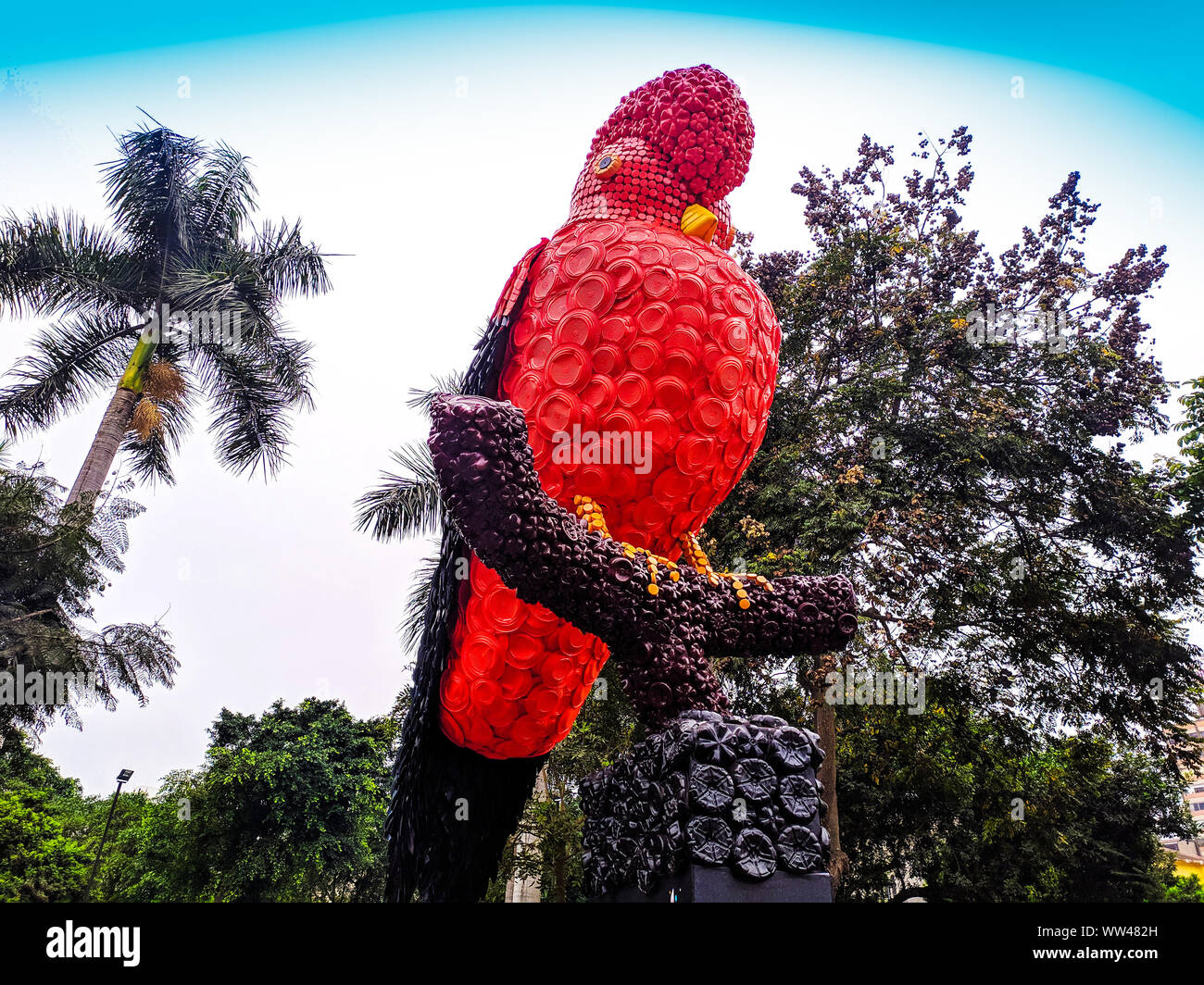 Tunqui, anche chiamato el gallito de la Roca, questo uccello si può trovare al amazone in Perù Foto Stock