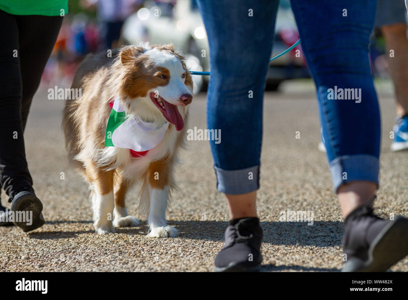 Cute cane su una passeggiata con il loro proprietario Foto Stock