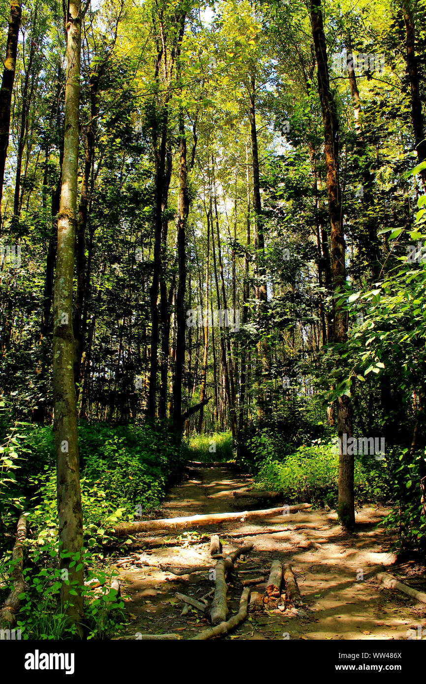Una passeggiata attraverso la foresta in stato di Washignton Foto Stock