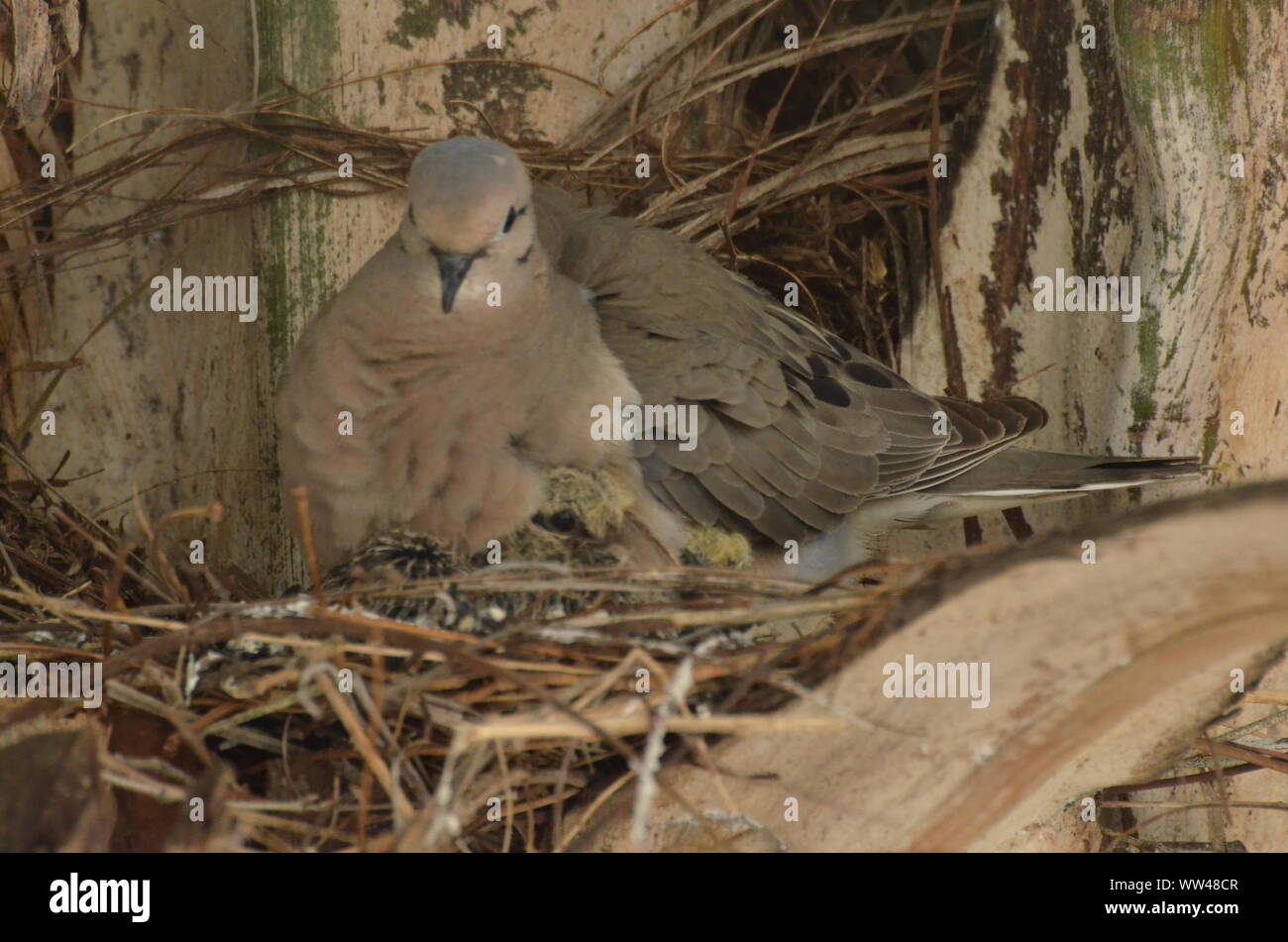 Bird curando e alimentazione di uccelli baby sul loro nido. Foto Stock