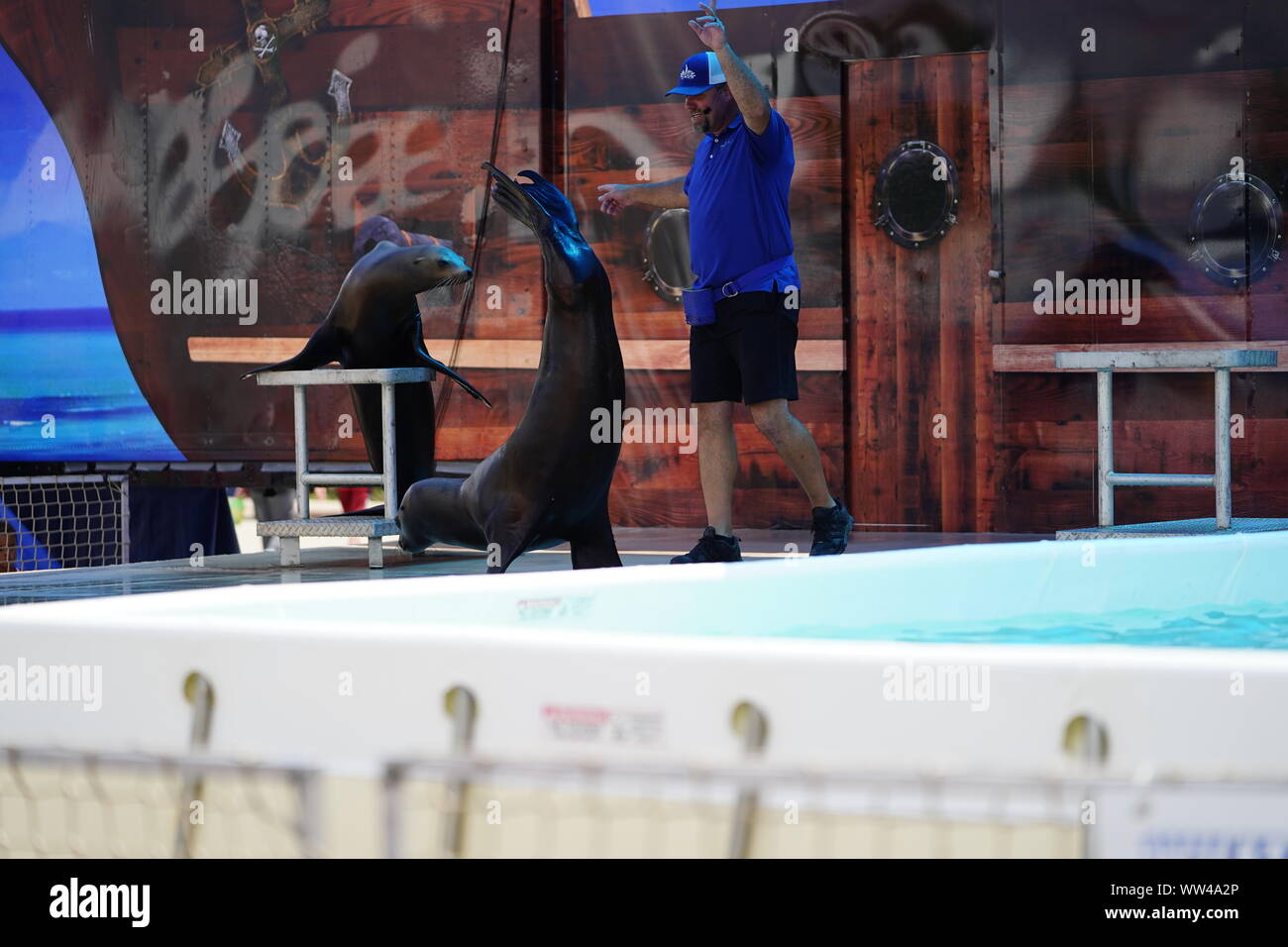 Sea Lion Splash Show a Fond du Lac Wisconsin County Fair 2019 Foto Stock