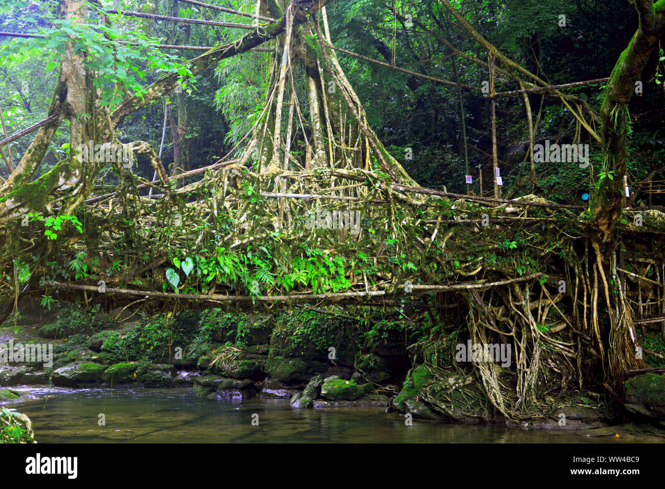 La radice viva ponte in Mawlynnong, Cherrapunjee, Shillong con un sacco di alberi verdi e l'acqua che scorre verso il basso Foto Stock
