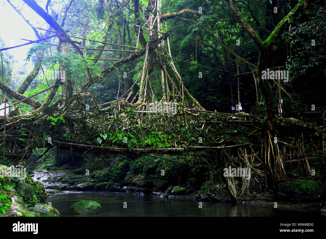 La radice viva ponte in Mawlynnong, Cherrapunjee, Shillong con un sacco di alberi verdi e l'acqua che scorre verso il basso Foto Stock