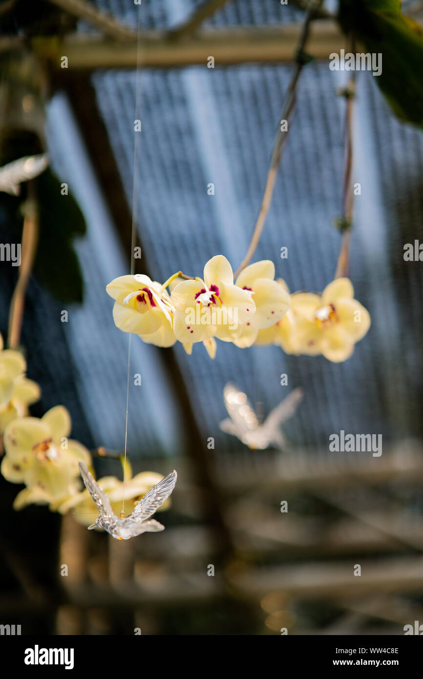 Fiori di orchidea e perline decorative a tendina per matrimoni Foto Stock