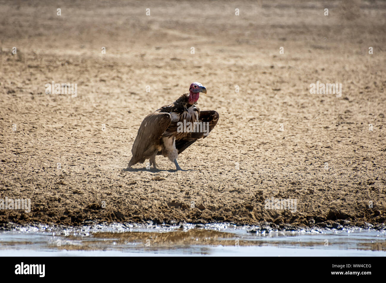 Una falda di fronte-Vulture da un foro di irrigazione nel sud della savana africana Foto Stock