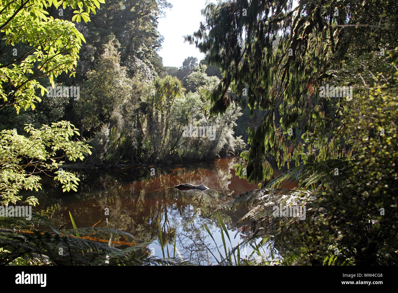 Colore del tè Creek nave Creek Sentiero Natura Isola del Sud della Nuova Zelanda Foto Stock