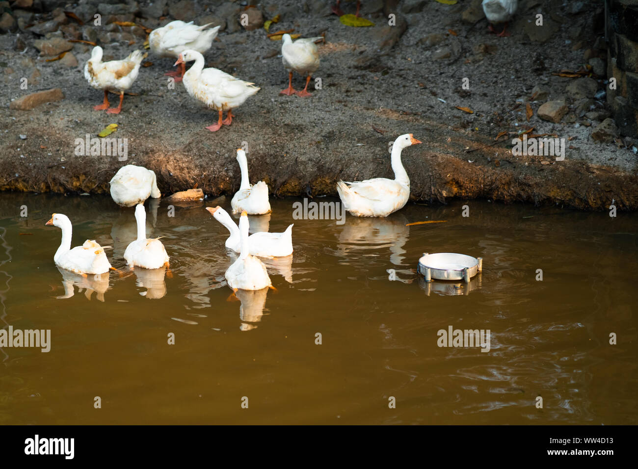 White anatre al lago. Foto Stock