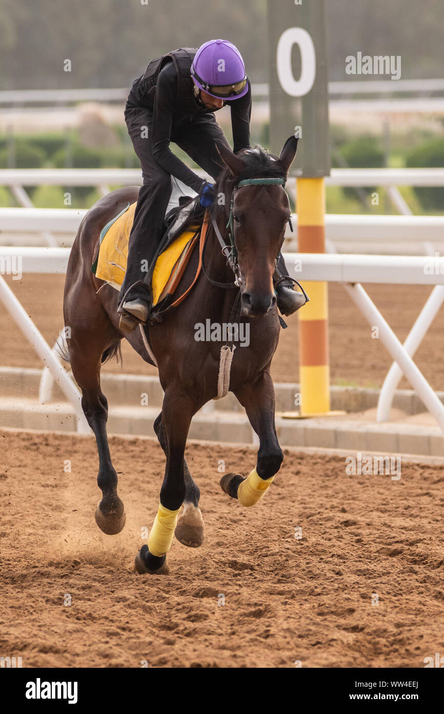 Gara addestramento cavalli al King Khalid Racetrack, Taif, Arabia Saudita Foto Stock