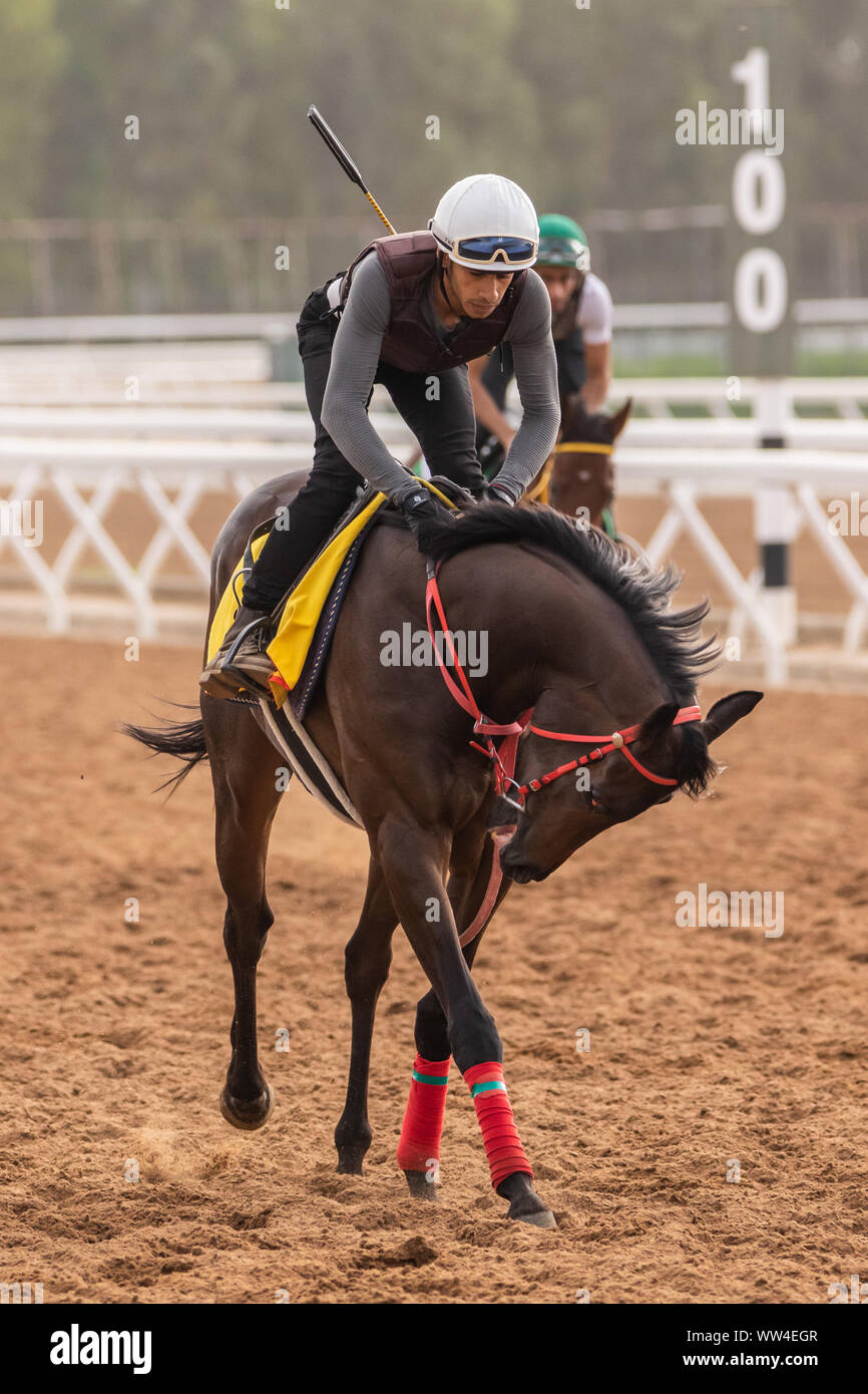 Gara addestramento cavalli al King Khalid Racetrack, Taif, Arabia Saudita Foto Stock