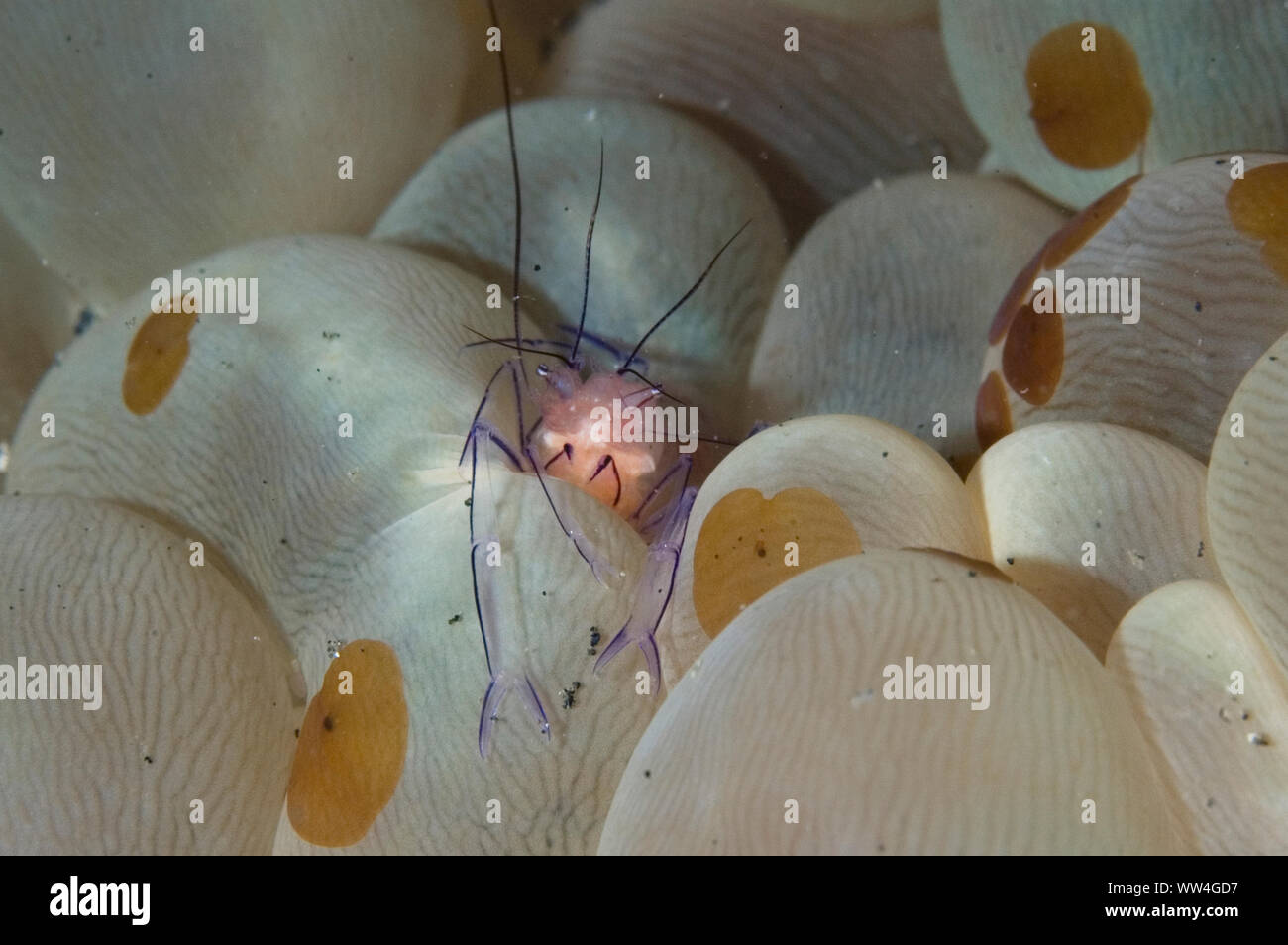 Gamberetto corallo bolla, Vir philippinensis, su corallo bolla, Plerogyra sinusosa, con vermi di Acoel, Waminoa sp, sito di immersione TK2, Lembeh Straits Foto Stock