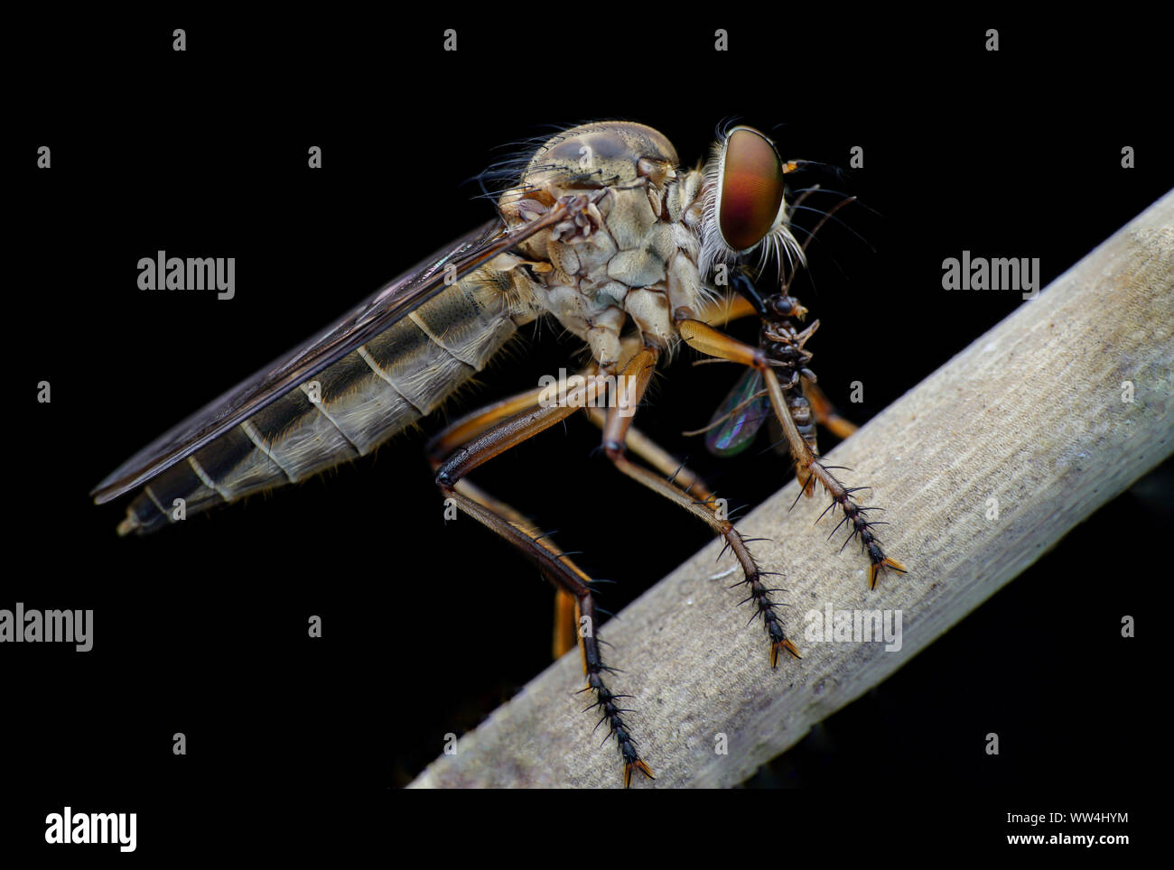 MIni Robberfly con la preda Foto Stock