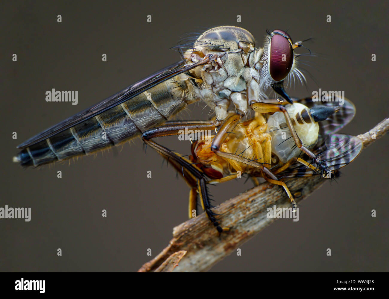 Mini Robberfly con la preda Foto Stock