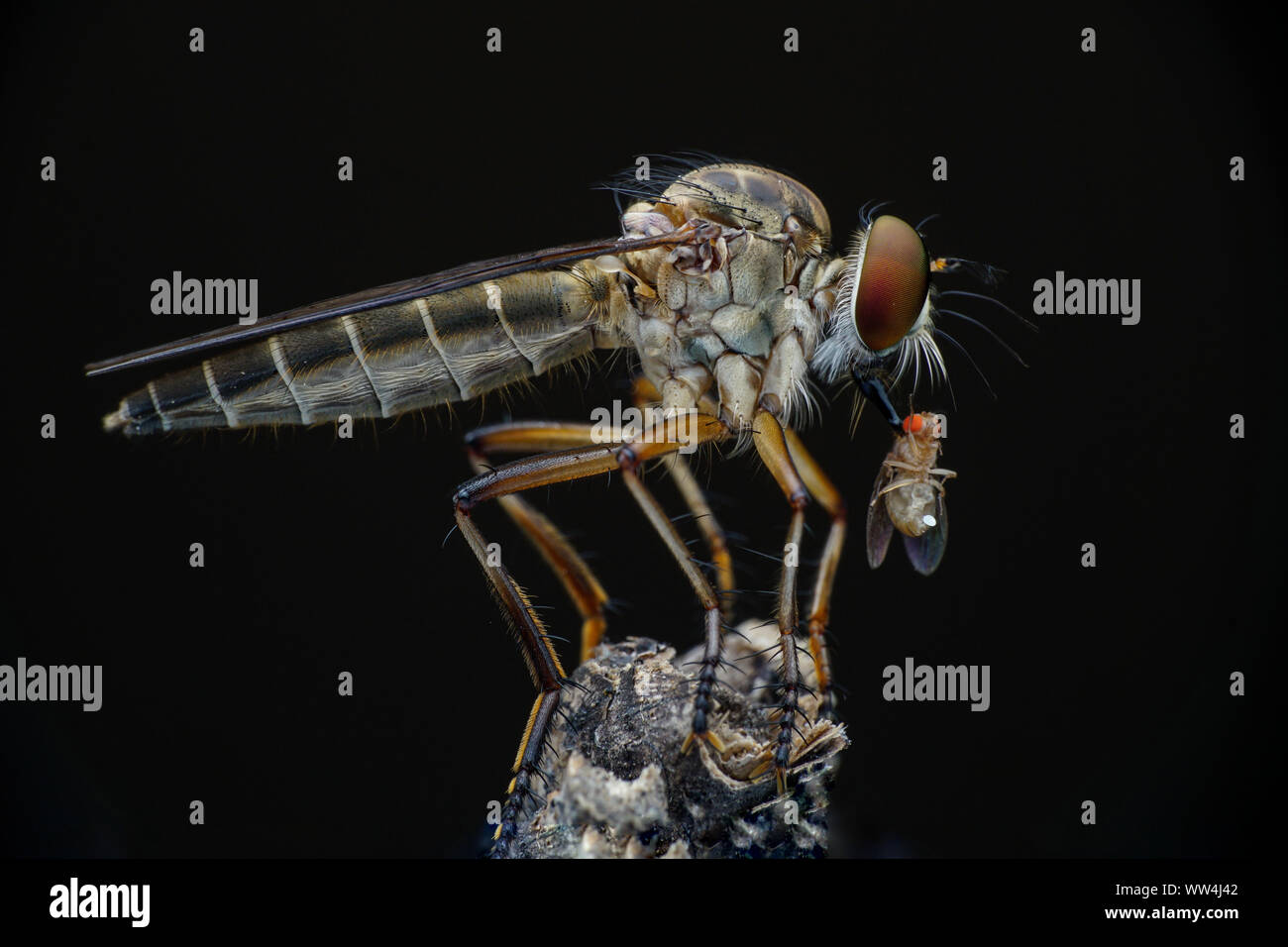 Mini Robberfly con la preda Foto Stock