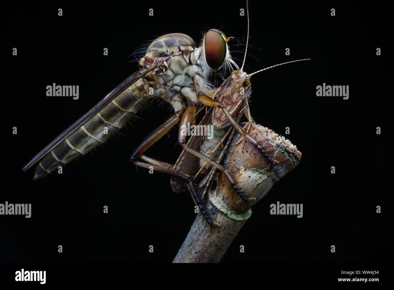 Mini Robberfly con la preda Foto Stock