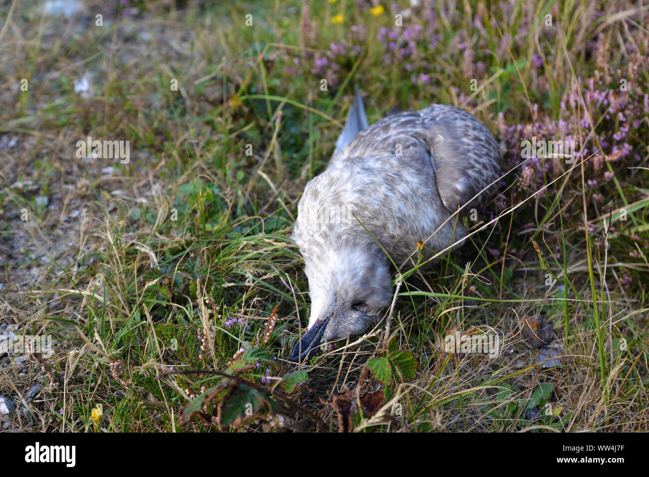 Morto giovane "Larus argentatus' European Hering sea gull bird giacente sul lato tra l'erba Foto Stock