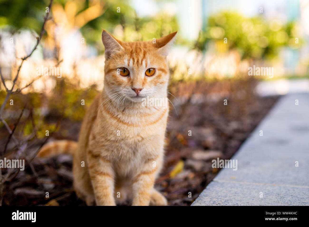 Un colore caramello gatto randagio con occhi vivaci e sfondo sfocato. Presi la mattina presto a Doha, in Qatar Foto Stock