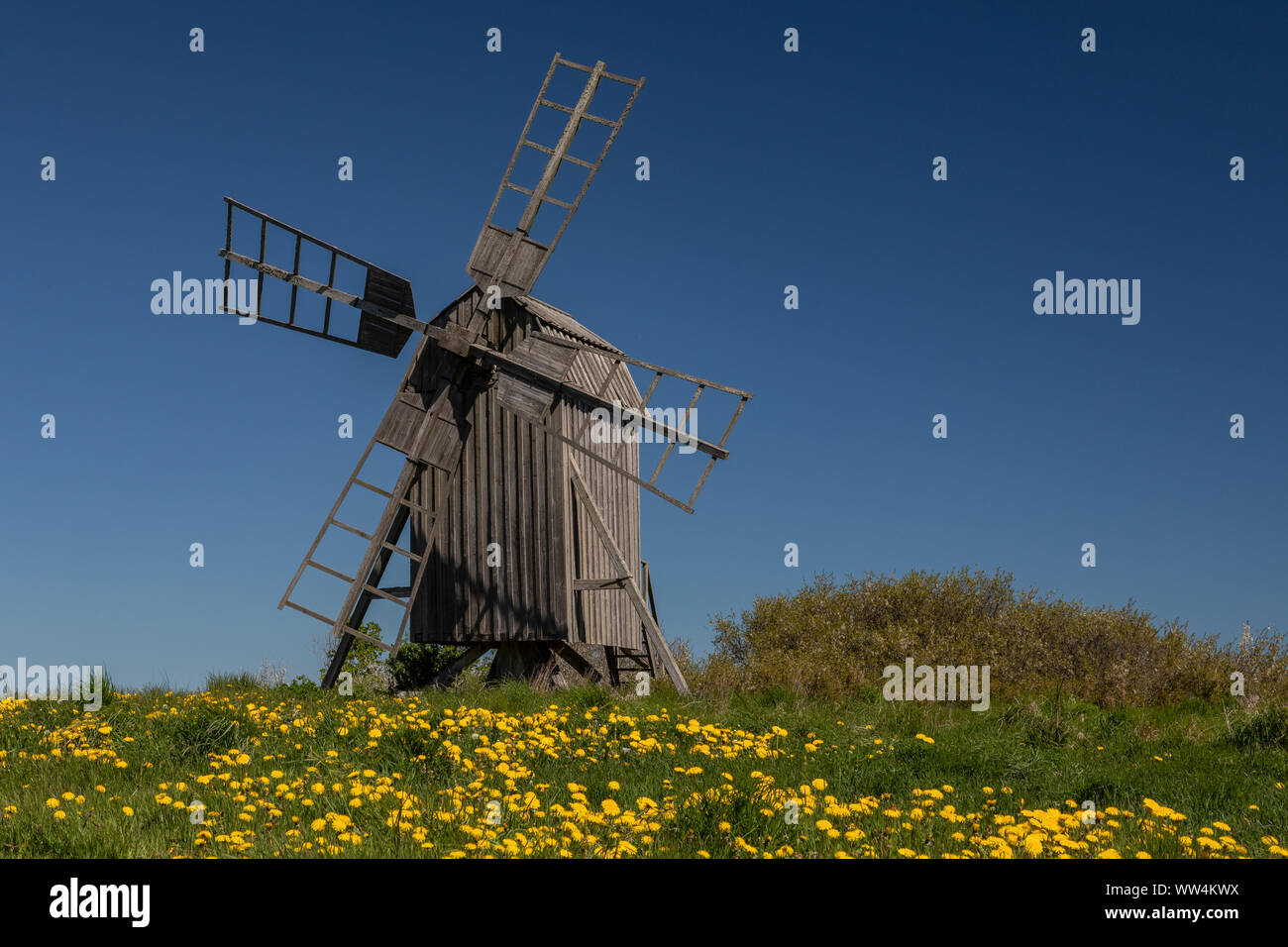 Vecchio mulino a vento in legno a Himmelsberga, Oland, con fiori di primavera. La Svezia. Foto Stock