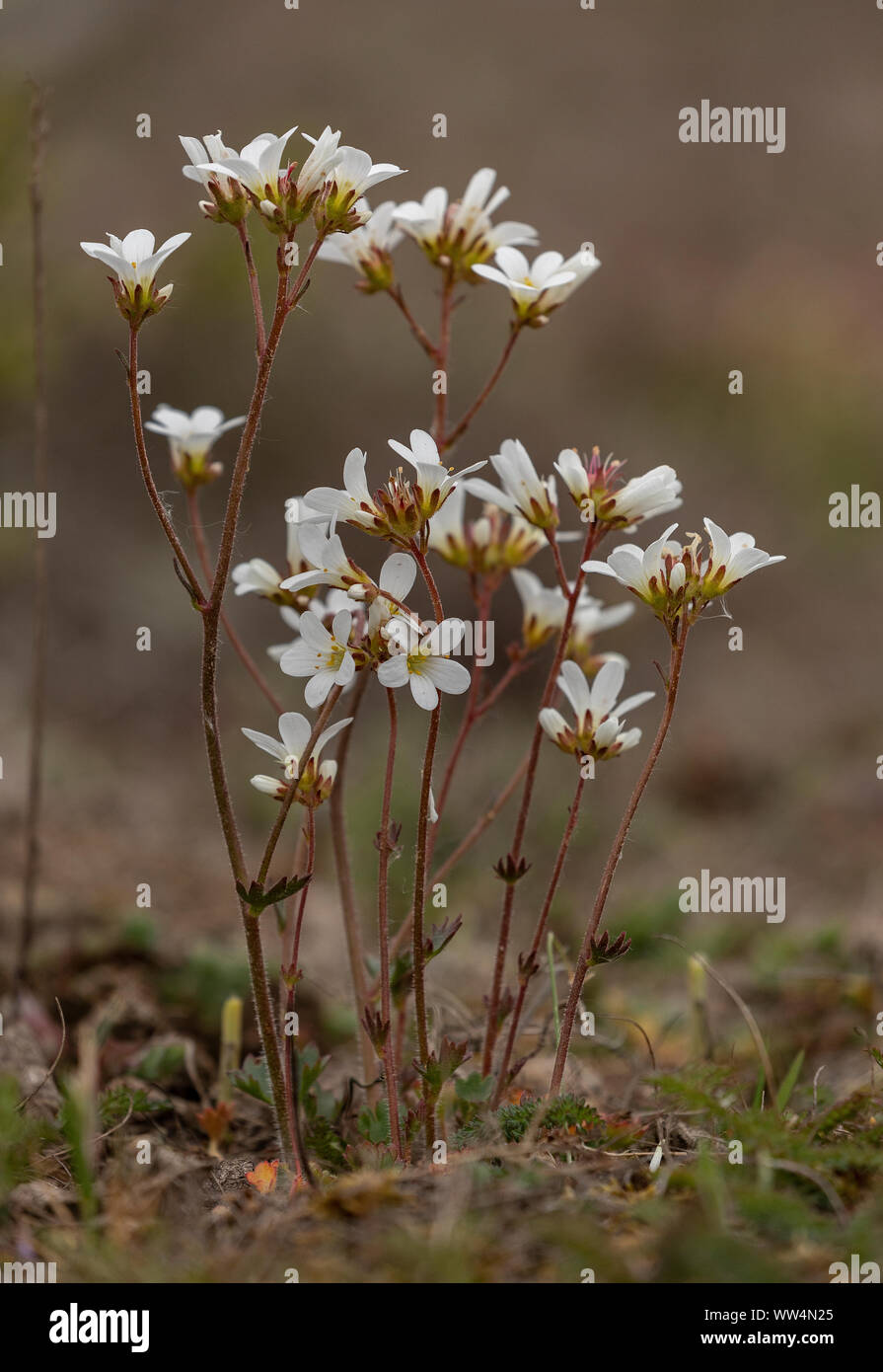 Prato Sassifraga, Saxifraga granulata, in fiore nei vecchi pascoli calcarei. Foto Stock