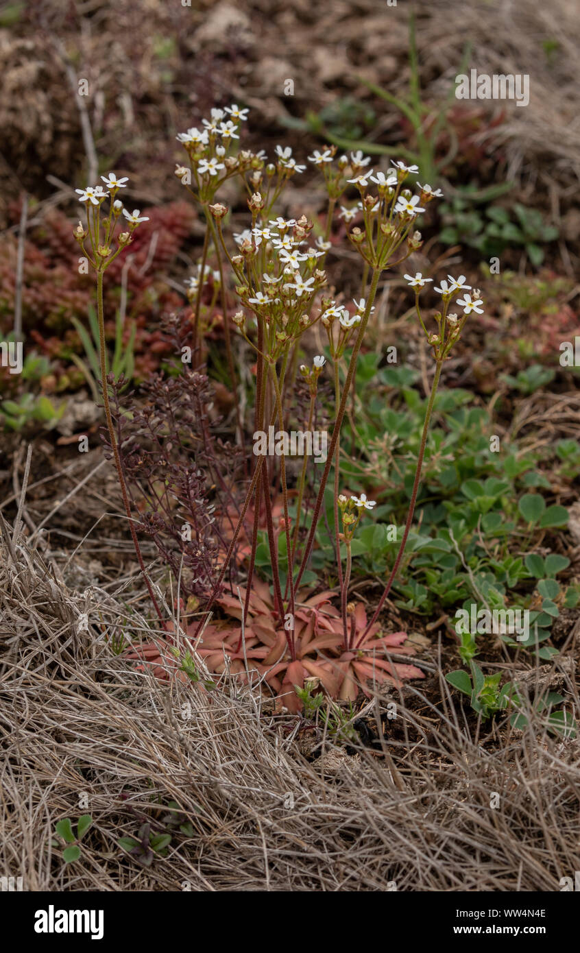 Androsace settentrionale, Androsace septentrionalis, in fiore in calcare aperte praterie, Oland, Svezia. Foto Stock