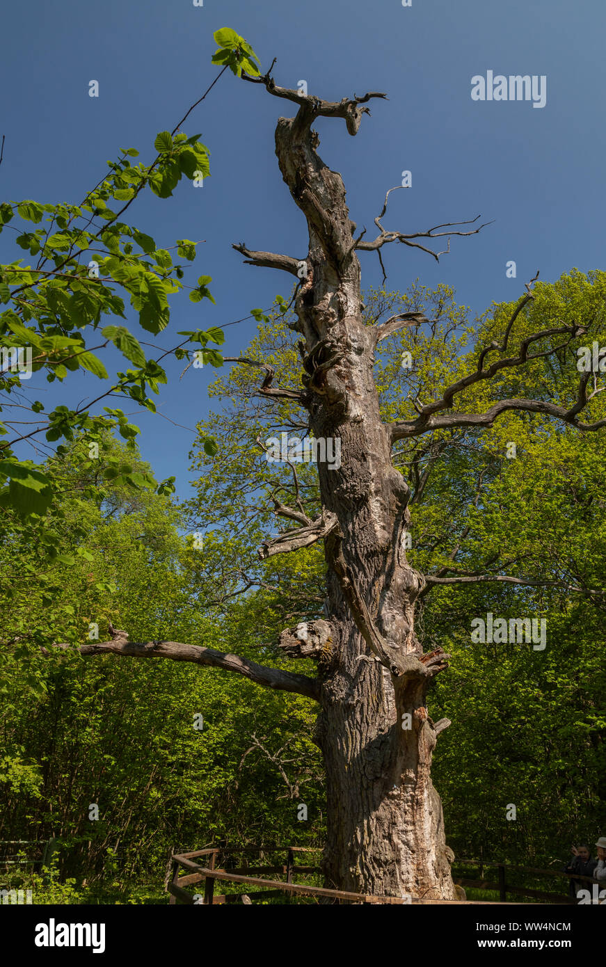 Antiche querce in Halltorps Häge bosco, Oland, Svezia. Foto Stock
