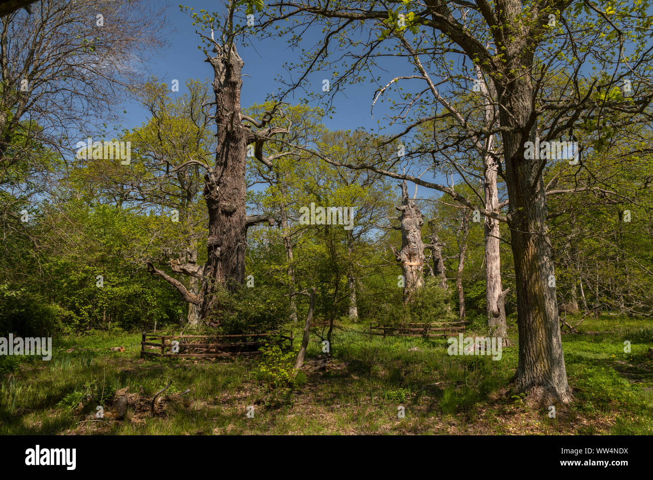 Antiche querce in Halltorps Häge bosco, Oland, Svezia. Foto Stock