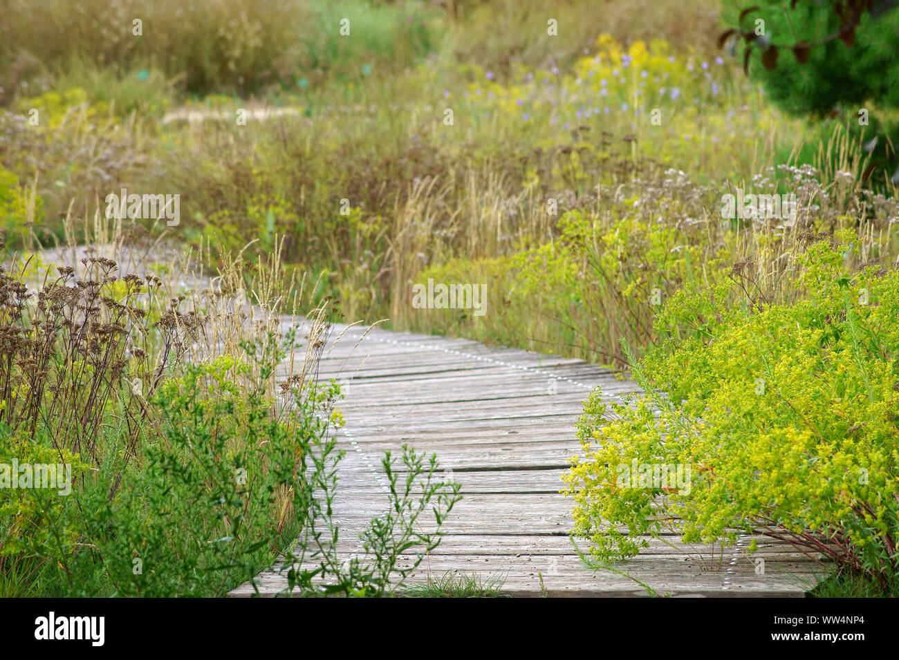 La fotografia di un prato selvatico con un percorso tortuoso, Foto Stock