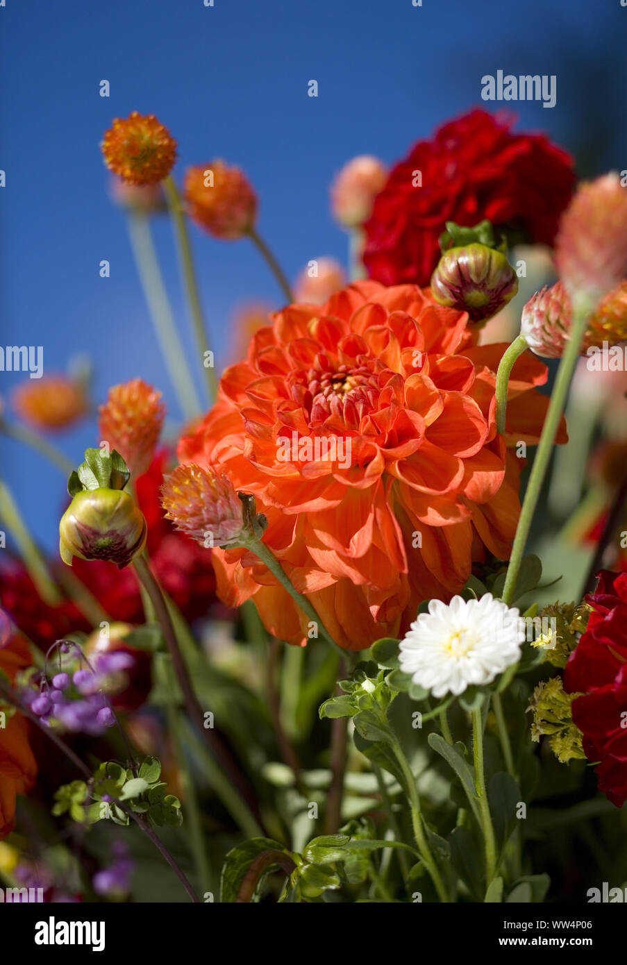 Bouquet con red dalie Foto Stock