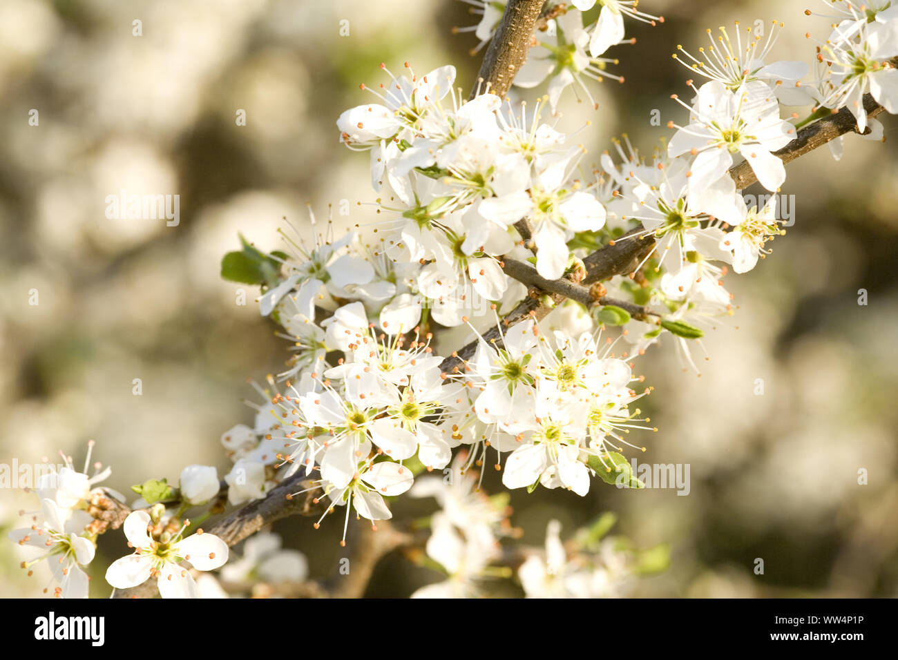 Cherry Tree blossom, ramoscello, fiorisce, bianco Foto Stock