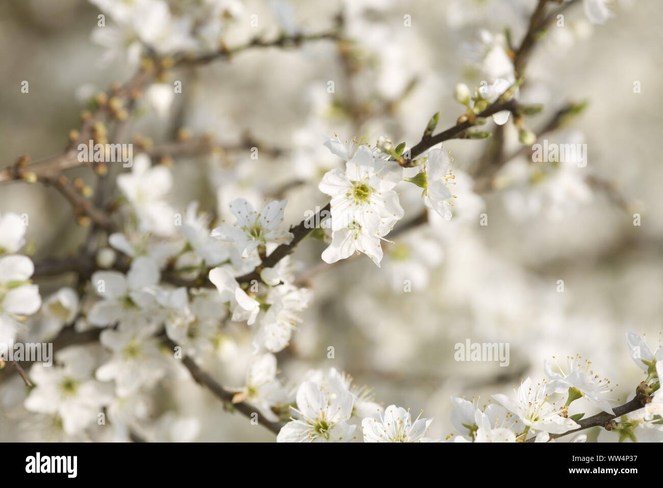 Cherry Tree blossom, ramoscello, fiorisce, bianco Foto Stock