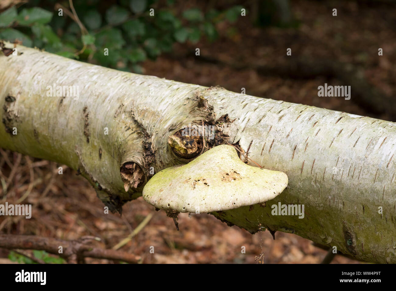 Staffa di betulla (Piptoporus betulinus) sul tronco di betulla, DarÃŸer Wald, DarÃŸ, Fischland-Darß-Zingst, Western Pomerania Area Laguna National Park, Meclemburgo-Pomerania Occidentale, Germania Foto Stock