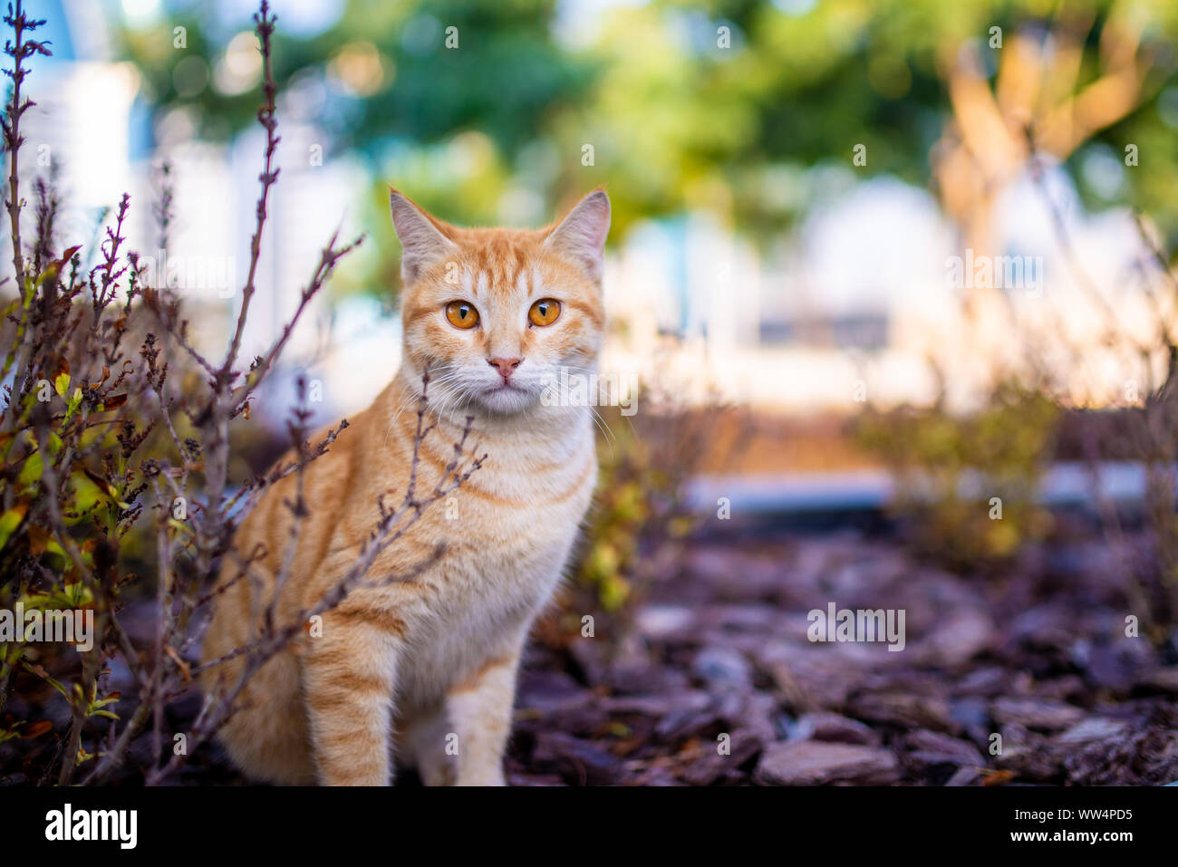 Un colore caramello gatto randagio con occhi vivaci e sfondo sfocato. Presi la mattina presto a Doha, in Qatar Foto Stock