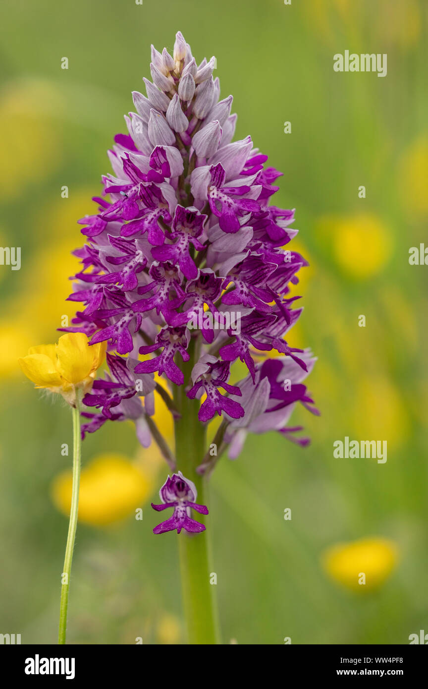 Orchidea militare, Orchis militaris, in fiore nei prati calcarei. Regno Unito rarità. Foto Stock