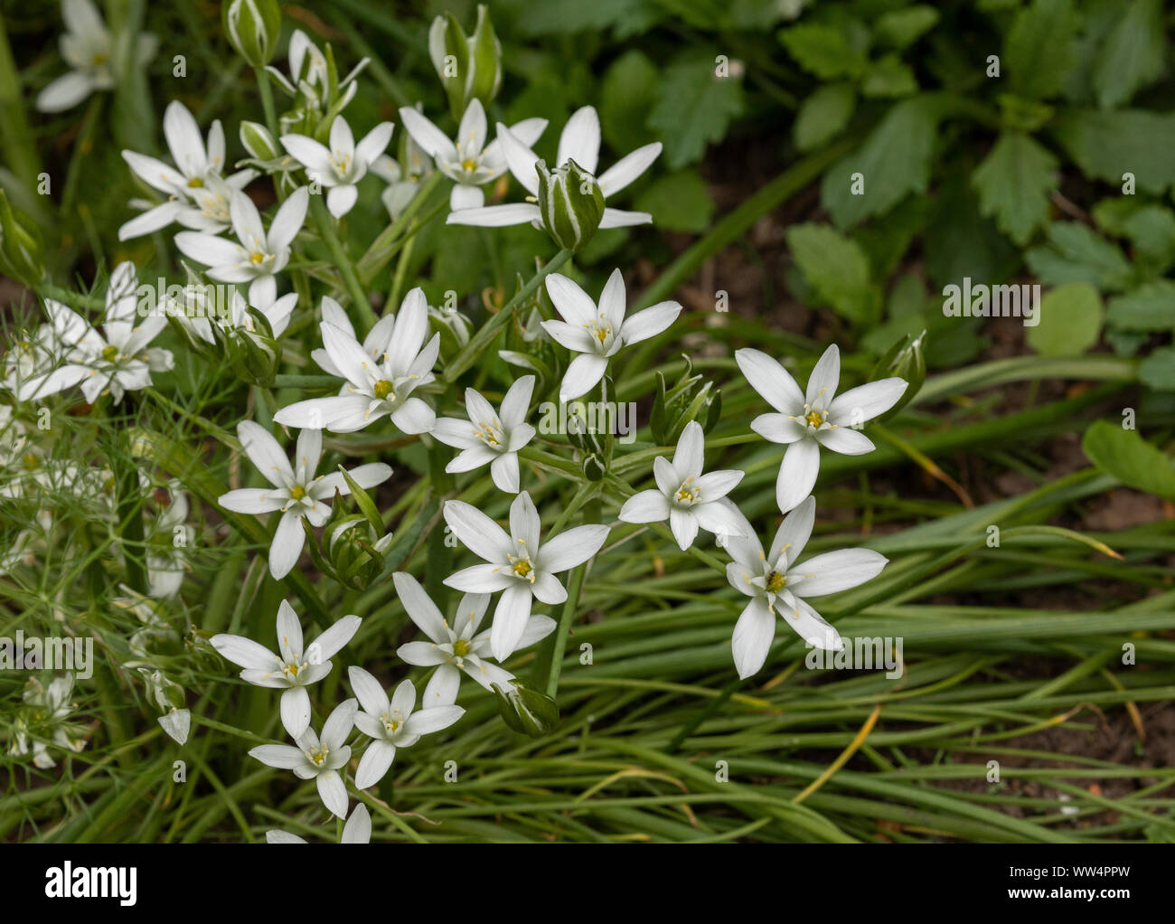 Comune di Stella di Betlemme, Ornithogalum umbellatum, in fiore in primavera nel giardino. Foto Stock